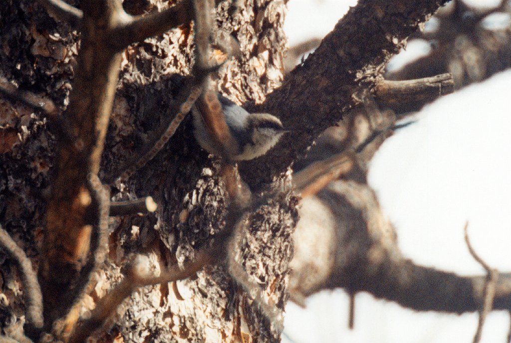 Nuthatch, Pygmy, RMNP 5-1996 B03P90I01.jpg - Pygmy Nuthatch